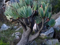 Kumara plicatilis overcoming bias